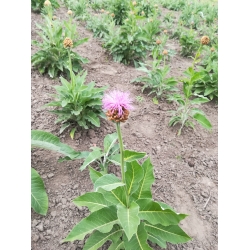 Leuzea - Korzeń - Szczodrak Krokoszowaty 